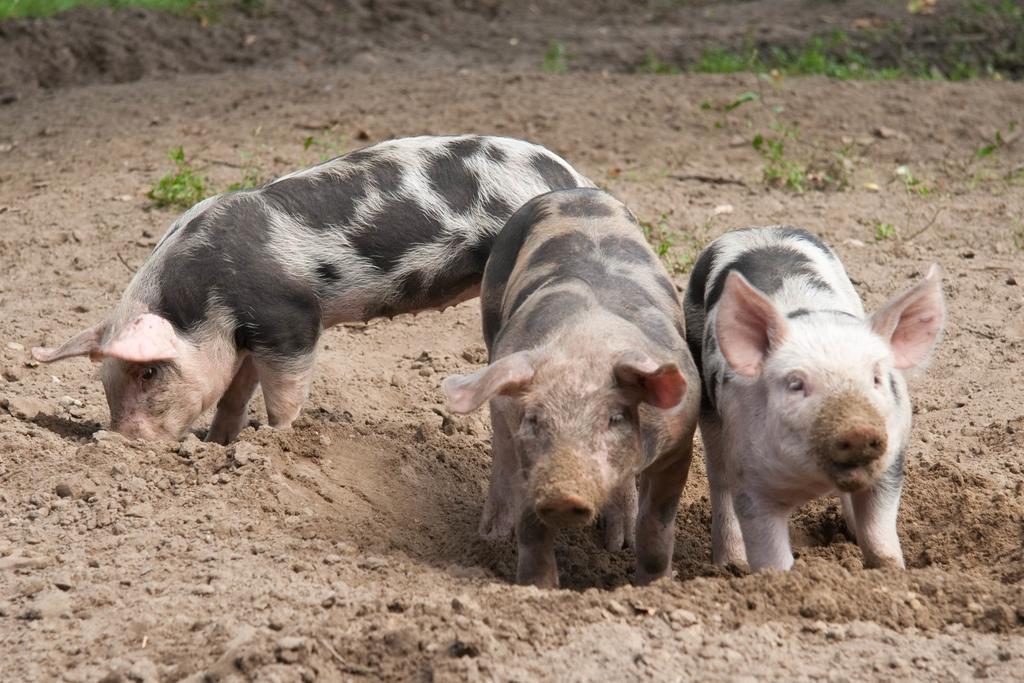 Hoeve Springendal オーテマルスム エクステリア 写真
