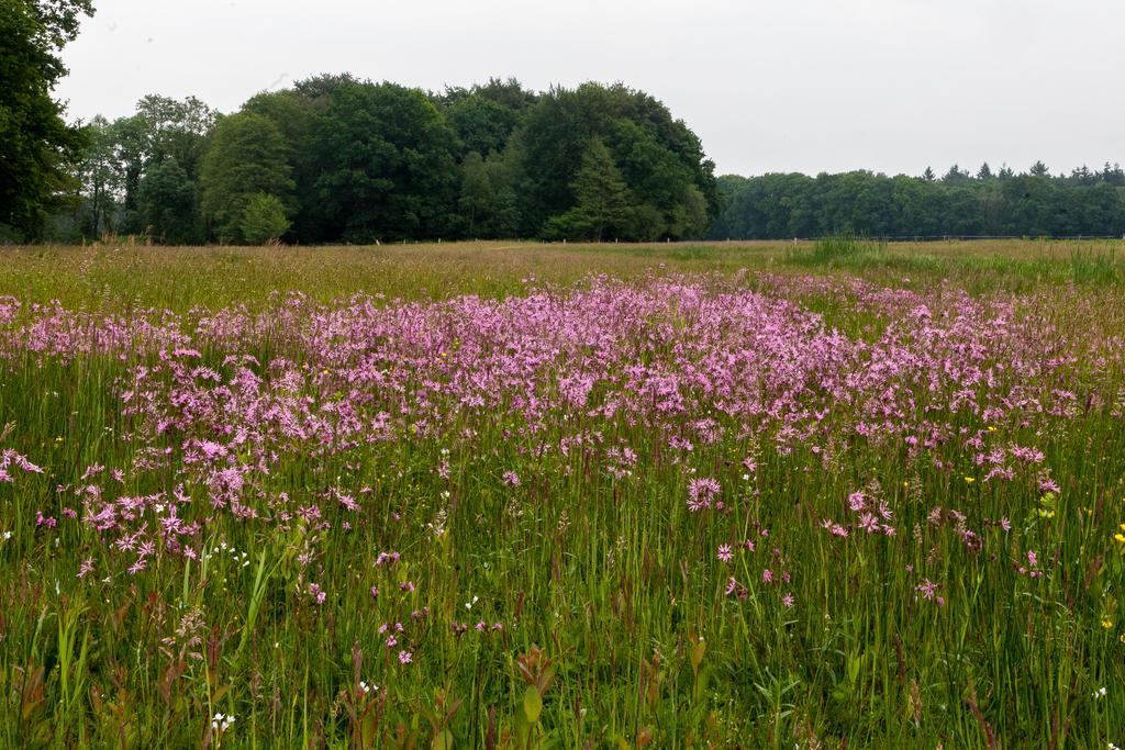 Hoeve Springendal オーテマルスム エクステリア 写真
